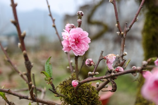 Trực Tết Âm lịch 2026, công ty trả lương bao nhiêu là đúng luật?