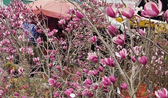 Loài hoa ngủ đông thành trào lưu sốt xình xịch trên mạng dịp Tết Bính Ngọ