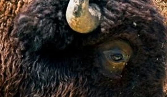 Loài vật quý hiếm bậc nhất hành tinh, tưởng tuyệt chủng bất ngờ "tái xuất" ở nơi vô cùng đặc biệt