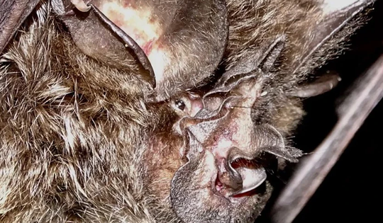 Loài vật quý hiếm bậc nhất hành tinh, tưởng tuyệt tích 40 năm bất ngờ "tái xuất"