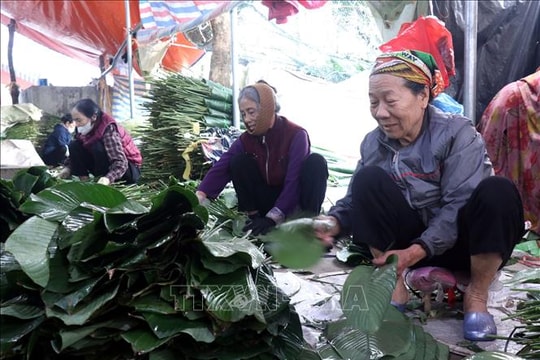 Hành trình 'xuất ngoại' của lá dong Hồng Châu