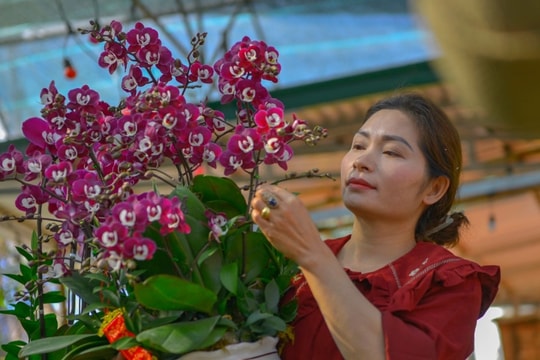 Người Đà Lạt tất bật chăm chút, đưa hoa cao cấp ra thị trường Tết