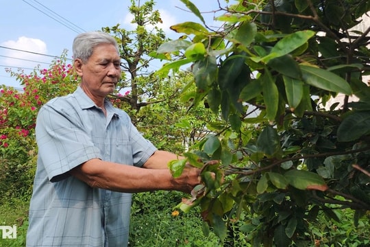 Làng mai bạc tỷ nức tiếng miền Tây đìu hiu những ngày cận Tết