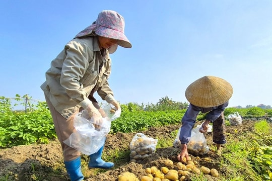 Loại củ cứu đói được mùa, được giá, nông dân thoải mái tiền sắm Tết