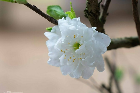 Làng trồng nhất chi mai ở Hà Nội vào vụ Tết