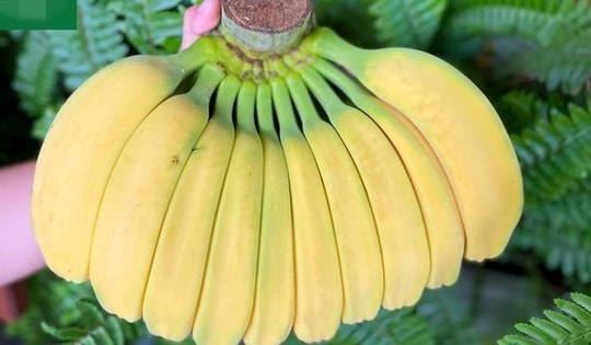 Chuối có hình dáng lạ, giá cao vẫn nhiều người muốn "săn" về chưng Tết