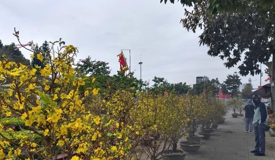 VIDEO: Mai vàng ế ẩm, tiểu thương “xả hàng” nhưng vẫn vắng người mua