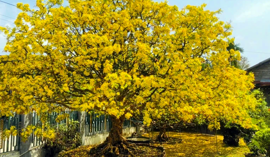 Khách đại gia ngã giá 10 tỷ đồng cho cây mai 129 tuổi, chủ nhân chưa gật đầu