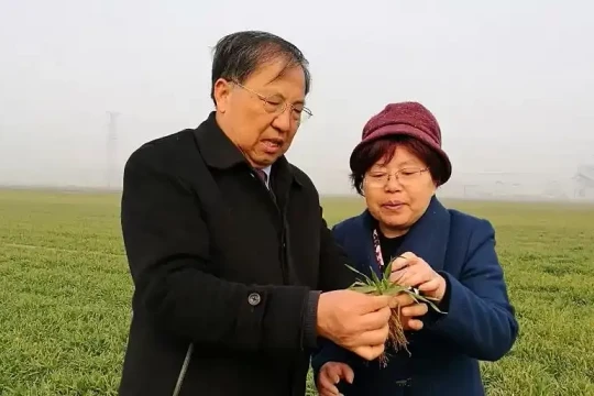 Cuộc hôn nhân đặt cược sự nghiệp của 'cha lúa mì', 'mẹ cải thảo'