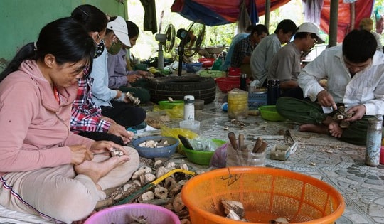 Làng hương trầm vào mùa “ăn nên làm ra” dịp cận Tết
