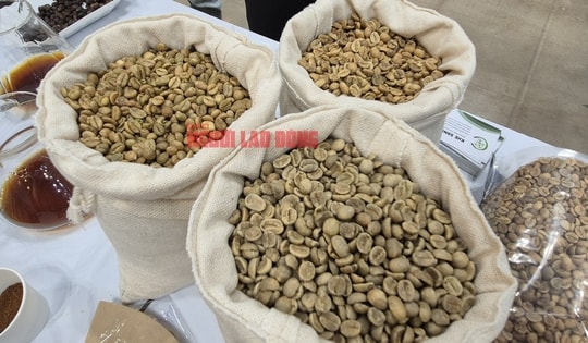 Giá cà phê hôm nay 6-2: Robusta tăng, xuất khẩu bùng nổ gần 1,1 tỉ USD/tháng