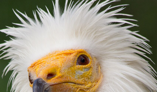 Loài vật quý hiếm bậc nhất hành tinh, tuyệt tích hơn 150 năm bất ngờ "tái xuất" nhờ cách đặc biệt