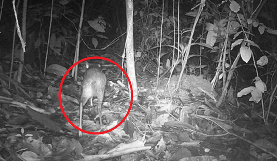 Loài vật quý hiếm bậc nhất hành tinh, tuyệt chủng 30 năm bất ngờ "tái xuất" ngỡ ngàng