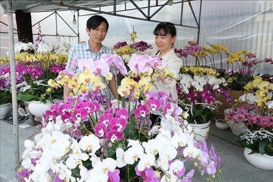 Rực rỡ sắc Xuân Bính Ngọ 2026