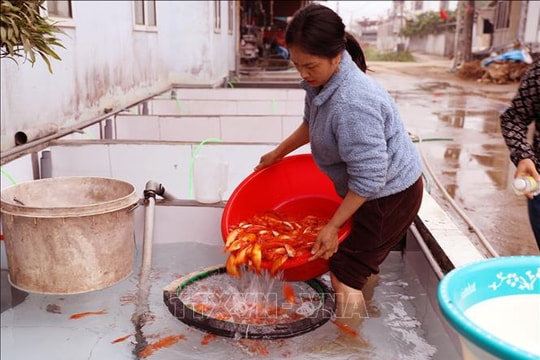 Làng cá chép đỏ Thủy Trầm nhộn nhịp trước ngày ông Công, ông Táo