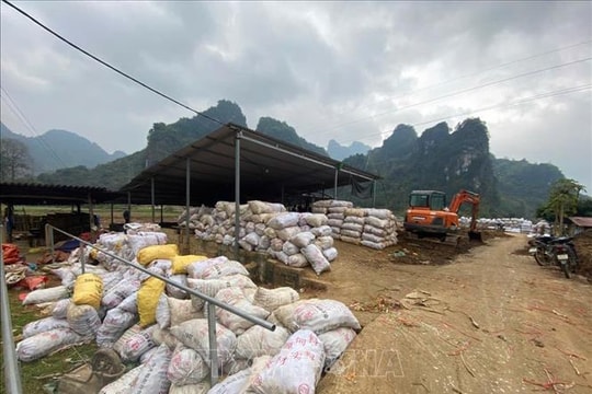 Bài học đầu ra bền vững từ vụ dong riềng được mùa kỷ lục