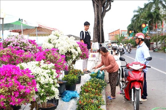 Không bắt buộc có giấy xác nhận khi vận chuyển hoa, kiểng bán Tết