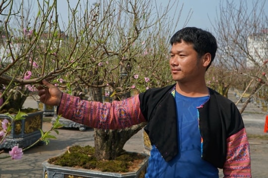 Chàng trai người Mông vượt hơn 200km từ Sơn La vào Thanh Hóa bán đào thuê