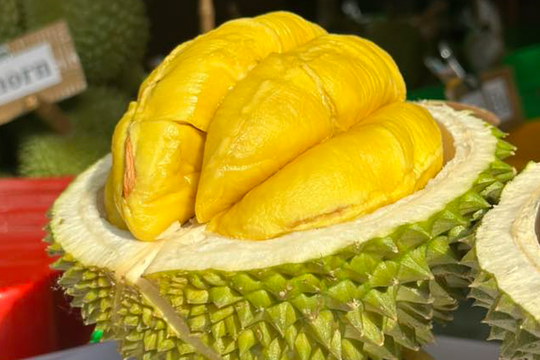 Giá sầu riêng cận Tết tăng từng ngày