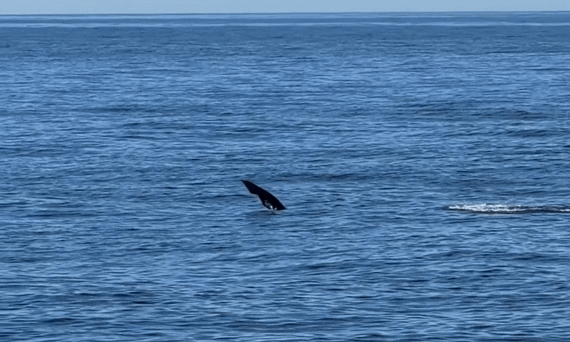 Cá heo 'đi bộ bằng đuôi' trước mặt du khách