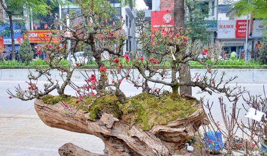 Đào thất thốn “xuống phố”, giá hàng trăm triệu đồng vẫn hút khách chơi Tết Bính Ngọ