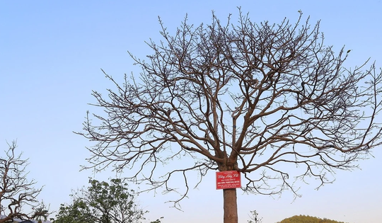 Cây mai cổ nhìn như "củi khô", đại gia bí ẩn trả giá gần 1 tỷ đồng chủ vẫn chưa gật đầu