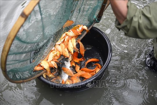 Vựa cá chép đỏ Tân Cổ bội thu dịp Tết ông Công, ông Táo