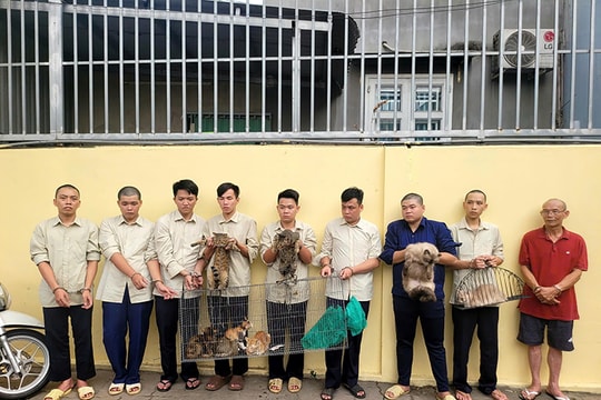 TP Hồ Chí Minh: Triệt phá nhóm đối tượng trộm cắp mèo số lượng lớn