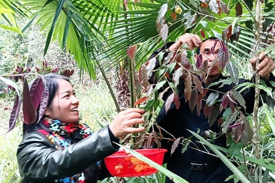 Vào rừng nhặt hoa vàng kiếm tiền triệu mỗi ngày