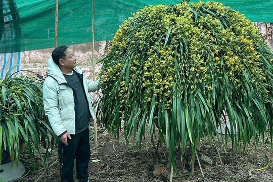 Lan trần mộng giá trăm triệu đồng một chậu 'cháy hàng'