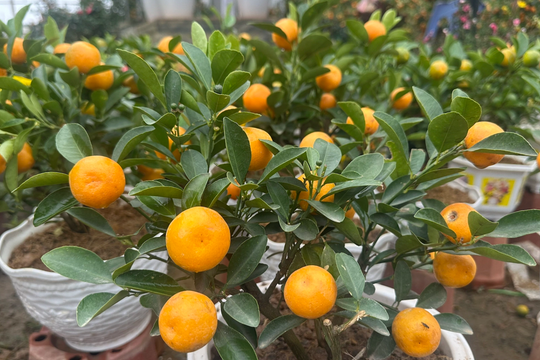 4 cây cảnh loại bỏ độc tố, hút tài lộc năm mới