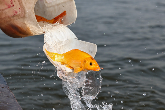 Có nên ăn cá chép cúng ông Táo?