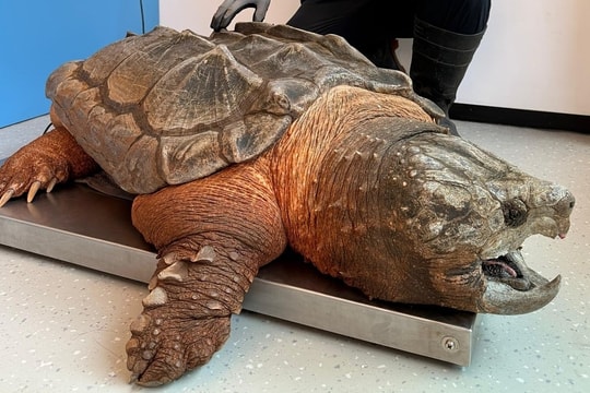 Rùa cảnh khổng lồ chuyên săn cá của nông dân