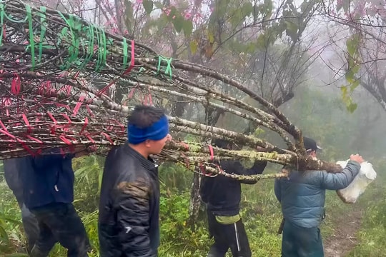 Lên núi cao 2.000 mét 'săn' đào đá