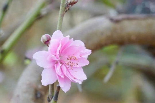 Miền Bắc liên tiếp đón không khí lạnh, miền Nam tạnh ráo dịp Tết