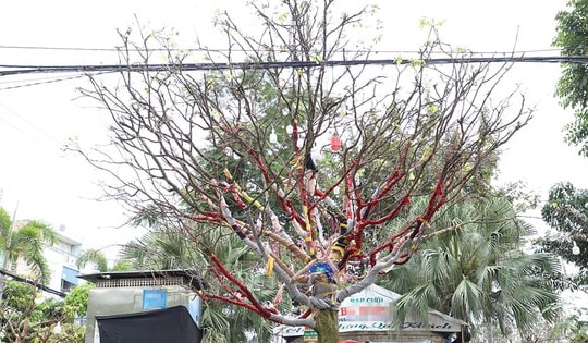 Cây mai "khủng" cao hơn 5m được rao bán với giá 3,7 tỷ đồng