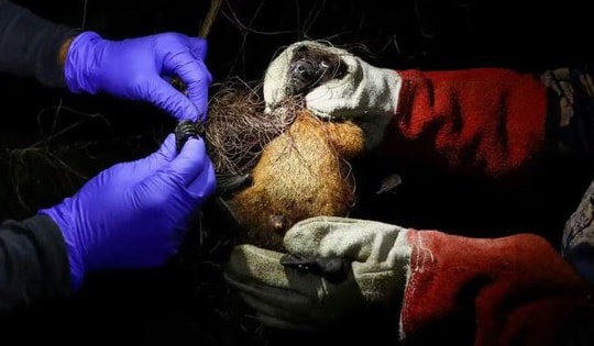 WHO xác nhận ca tử vong do virus Nipah