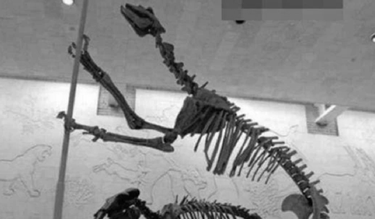 Loài vật quý hiếm bậc nhất hành tinh, tuyệt chủng 500.000 năm bỗng tái xuất khiến giới khoa học ngỡ ngàng