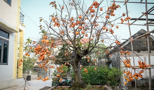 Cây hồng cổ 100 năm tuổi được trả giá 500 triệu đồng