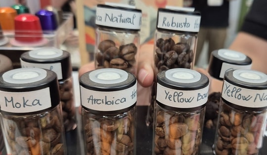 Giá cà phê hôm nay 8-2: Giáp Tết, cà phê Việt giữ giá tốt