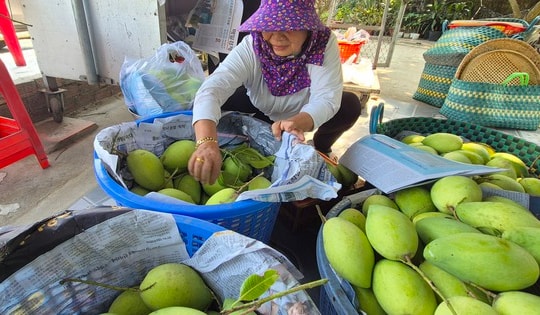 Xoài Tết quá mắc, người bán thấy giá cũng "sợ"