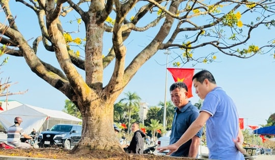 Ngắm cây mai được trả giá hơn 1 tỉ đồng, chủ nhân chưa muốn bán