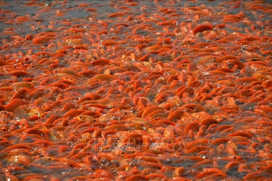 Thủ phủ cá chép đỏ Đồng Nai nhộn nhịp trước ngày ông Công, ông Táo