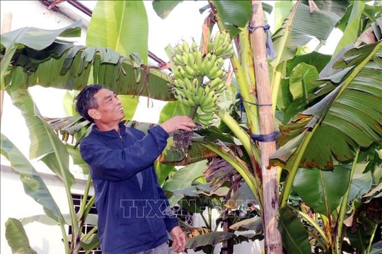 Đặc sản chuối tiến Vua dịp Tết khan hiếm