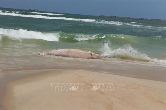 Quảng Trị: Lên phương án xử lý xác cá voi trôi dạt vào bờ biển