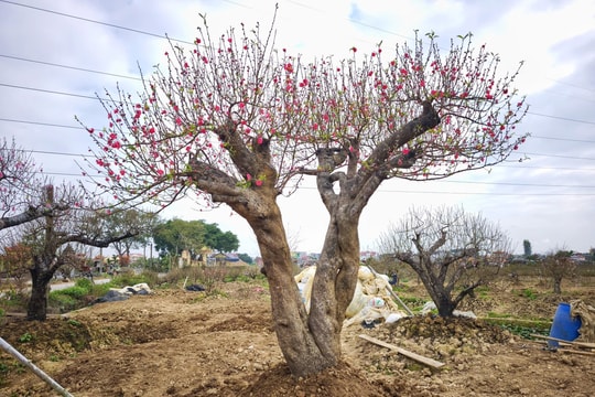 Đào cổ thụ tái xuất thị trường Tết Hải Phòng
