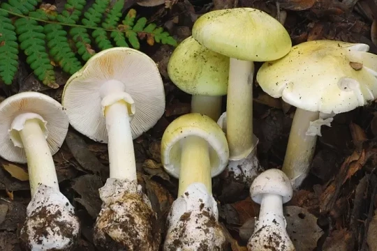 4 người chết, 3 người phải ghép gan vì ăn nhầm 'nấm tử thần' ở California