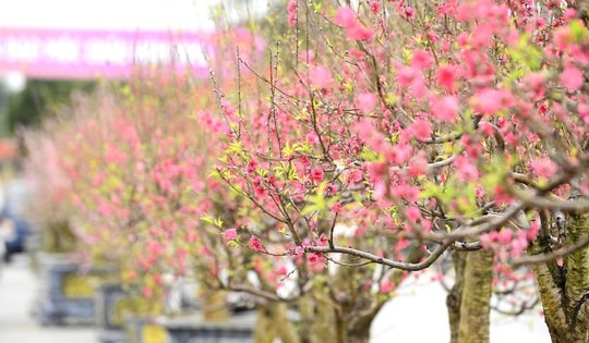 Quảng trường Lam Sơn rực rỡ hội chợ hoa đào Tết sau nhiều năm “vắng bóng” kinh doanh