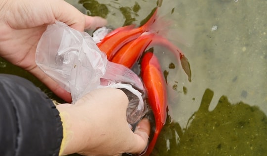 Vì sao cá chép gắn với hành trình Ông Táo lên thiên đình suốt bao đời nay?