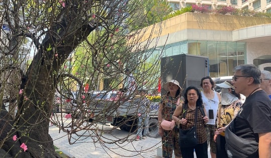 Đào cổ thụ giá trăm triệu hút khách ở chợ hoa TPHCM